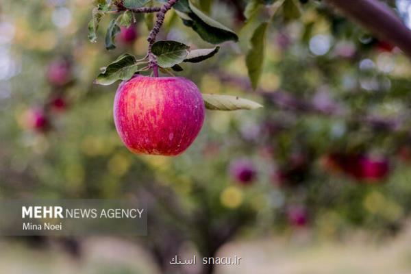 سیب درختی موجب دفع سرب از بدن می شود