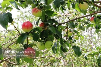 مگس میوه و مورچه عسل چقدر خطرآفرین است