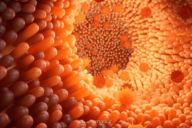 نقش باکتری های روده در پیشگیری از علایم شدید آنفلوآنزا