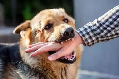 مراجعه ۲۳ هزار نفر به سبب حیوان گزیدگی به مراکز پیش گیری از هاری در اصفهان