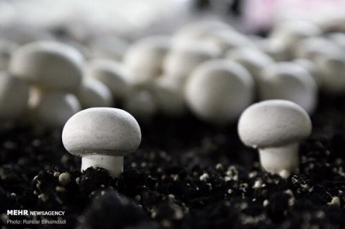 هیچگاه در طبیعت سراغ قارچ ها نروید