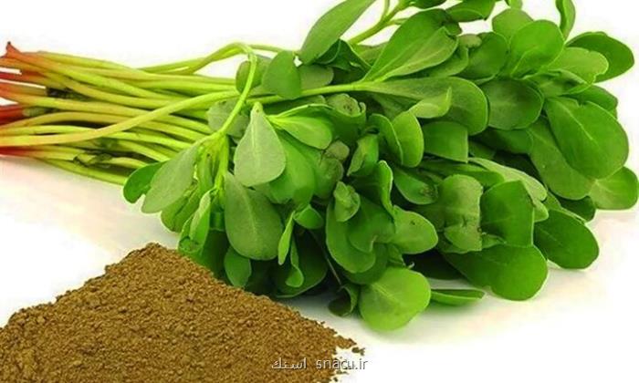 گیاهی که اختلال رشد کودک و اوتیسم را کاهش می دهد