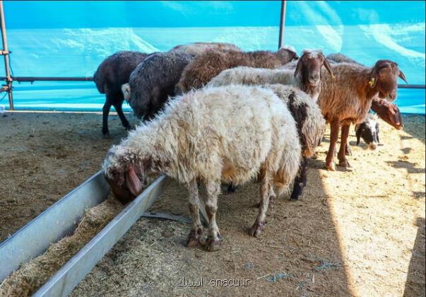 سفارش های بهداشتی ذبح دام در عید قربان