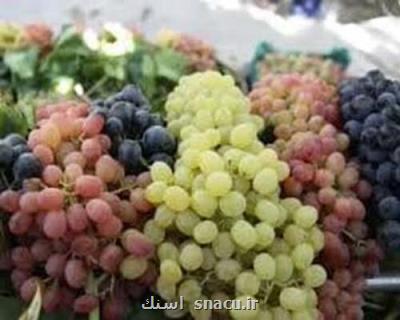 خواص معجزه آسای انگور