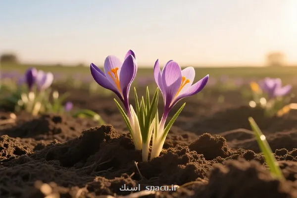 طعم دهنده ای که مزه مرگ می دهد به علاوه فیلم