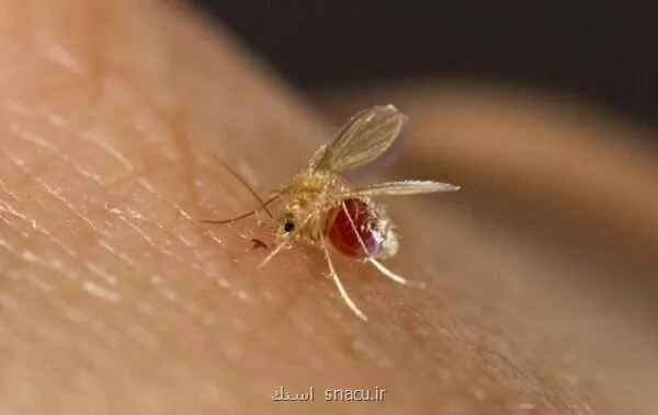 ابتلای 4800 نفر به سالک در سالجاری