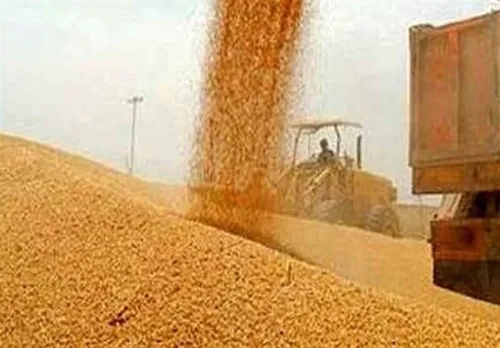خبر مهم دولت درباره ی پرداخت مطالبات گندم کاران