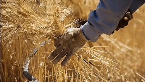 پرداخت مطالبات گندمکاران به کجا رسید؟