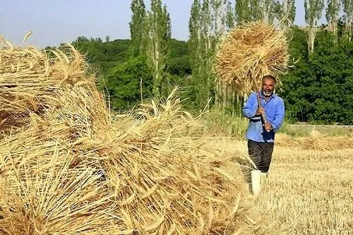 دولت با گندمکاران تا پایان شهریور تسویه می کند