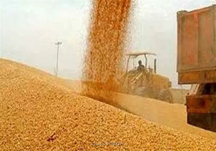 خبر مهم دولت درباره ی پرداخت مطالبات گندم کاران