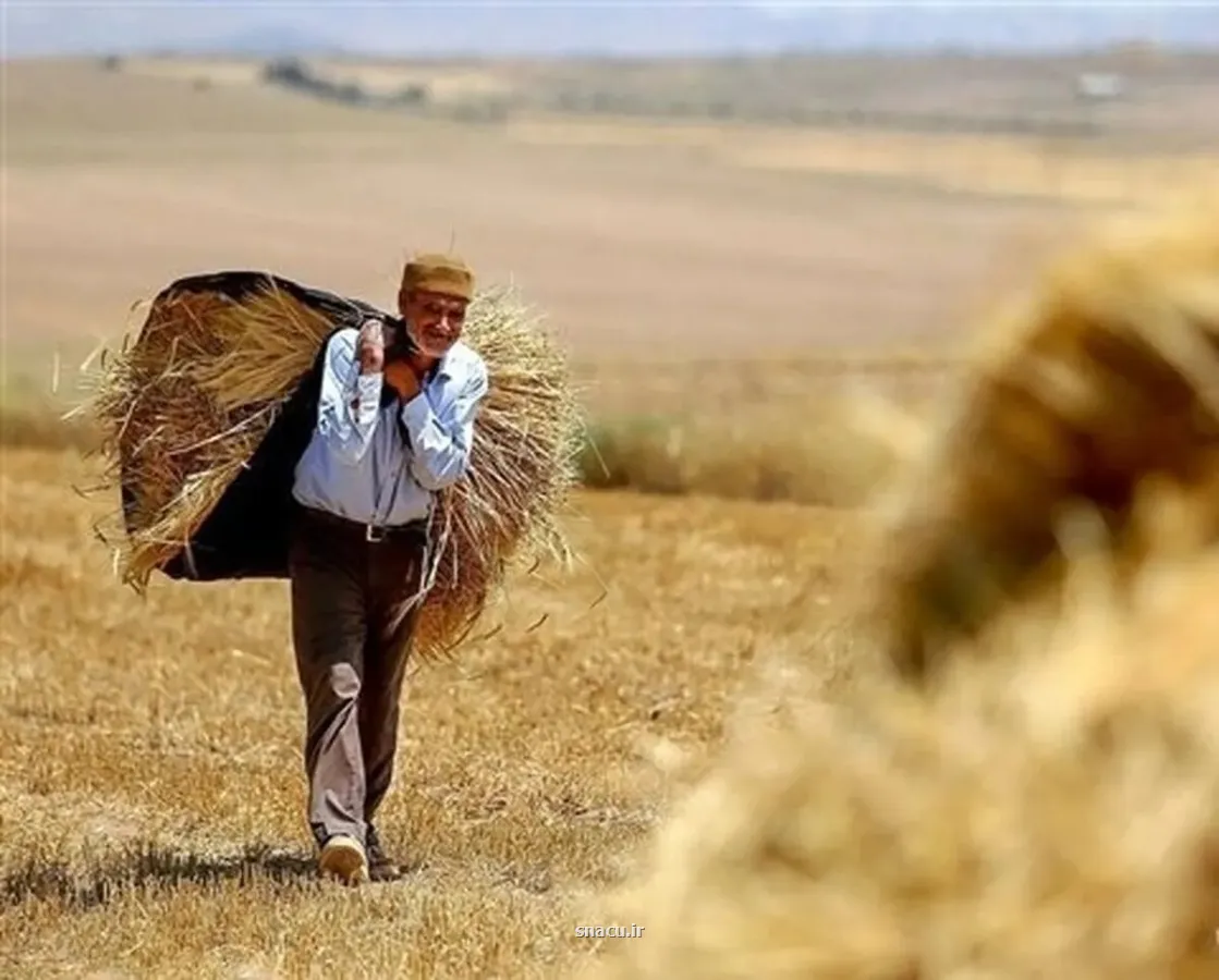 خبر مهم وزیر کشاورزی درباره ی پرداخت مطالبات گندمکاران