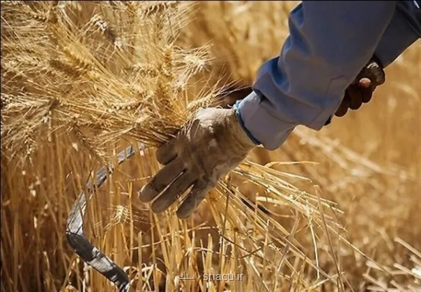 خبر مهم برای گندمکاران