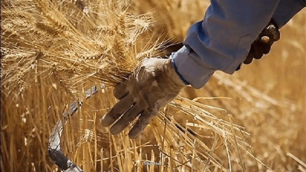 پرداخت مطالبات گندمکاران به کجا رسید؟