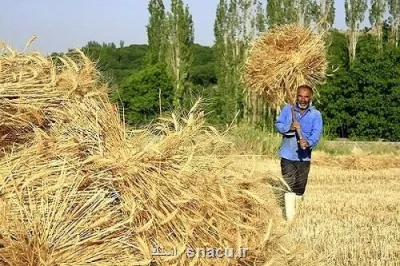 دولت با گندمکاران تا پایان شهریور تسویه می کند