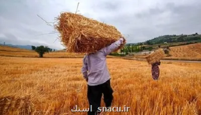 گندم کاران حتما بخوانند