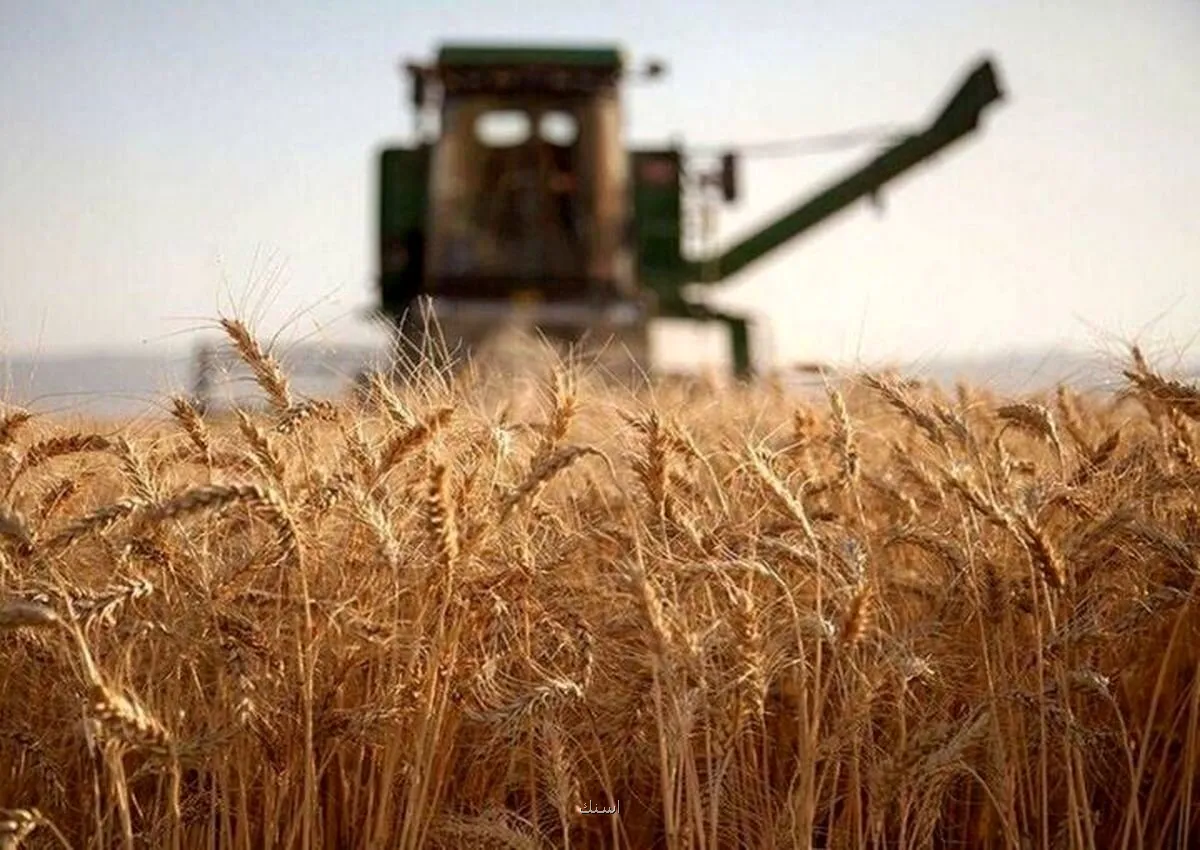 گندم را یکجا تحویل دادند، پول را قطره چکانی گرفتند صدای گندمکاران درآمد