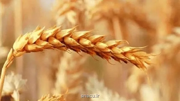 خبر مهم وزارت جهاد کشاورزی برای گندمکاران