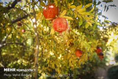 چقدر با خواص میوه بهشتی آشنا هستیم